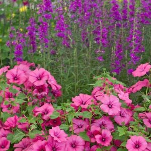 Ruby Regis pamuk çiçeği tohumu lavatera trimestris