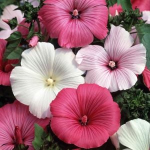 Ruby Regis pamuk çiçeği tohumu lavatera trimestris