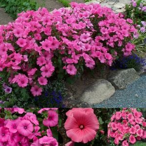 Ruby Regis pamuk çiçeği tohumu lavatera trimestris