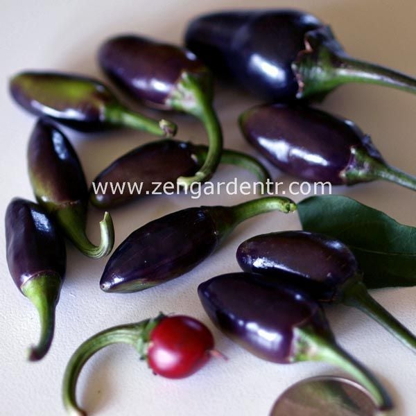 Mor serrano acı biber tohumu chili geleneksel