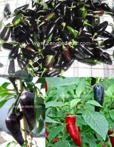 Mor serrano acı biber tohumu chili geleneksel