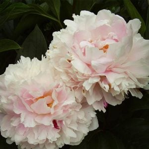 Kokulu shirley temple şakayık saksılı bitki peony