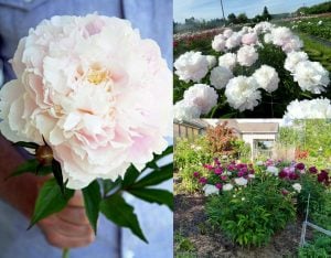 Kokulu shirley temple şakayık saksılı bitki peony