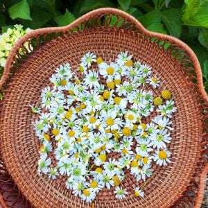 Şifalı alman papatyası tohumu elma kokulu german chamomile matricaria recutita