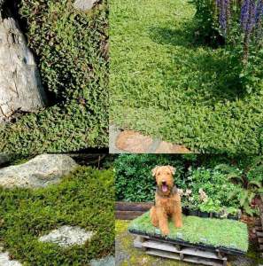 Leptinella squalida yer örtücü çim altenatifi brass buttons 3 adet fide