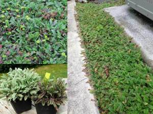 Leptinella squalida yer örtücü çim altenatifi brass buttons 3 adet fide