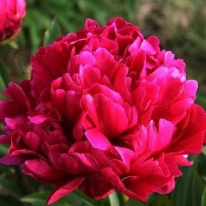 Karl Rosenfield şakayık çiçeği saksıda peony paeonia