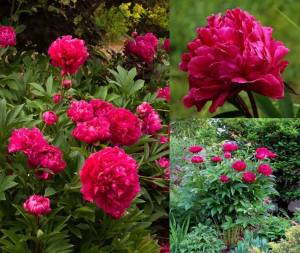 Karl Rosenfield şakayık çiçeği saksıda peony paeonia