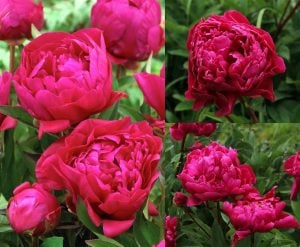 Karl Rosenfield şakayık çiçeği saksıda peony paeonia