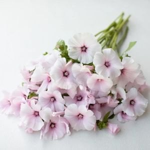 Pink Regis pamuk çiçeği tohumu lavatera trimestris
