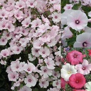 Pink Regis pamuk çiçeği tohumu lavatera trimestris