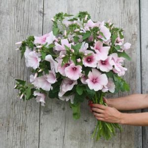 Pink Regis pamuk çiçeği tohumu lavatera trimestris