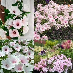 Pink Regis pamuk çiçeği tohumu lavatera trimestris