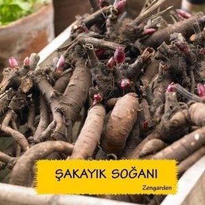 Karl Rosenfield şakayık çiçeği saksıda peony paeonia