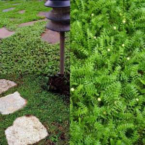 Leptinella squalida yer örtücü çim altenatifi brass buttons 45 jumbo fide