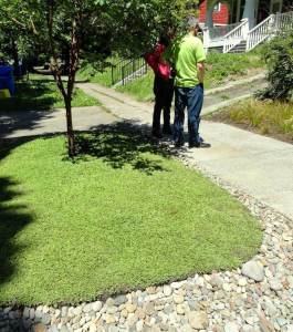 Leptinella squalida yer örtücü çim altenatifi brass buttons 45 jumbo fide