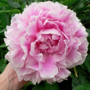 Kokulu Sarah Bernhardt şakayık çiçeği saksıda paeonia