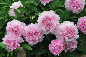 Kokulu Sarah Bernhardt şakayık çiçeği saksıda paeonia