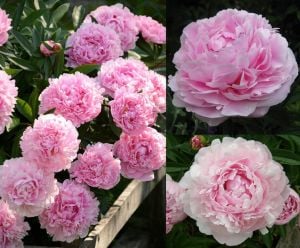 Kokulu Sarah Bernhardt şakayık çiçeği saksıda paeonia