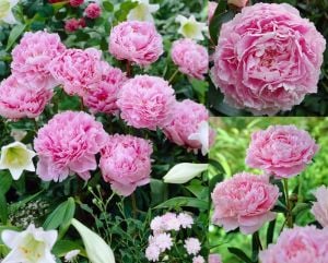 Kokulu Sarah Bernhardt şakayık çiçeği saksıda paeonia