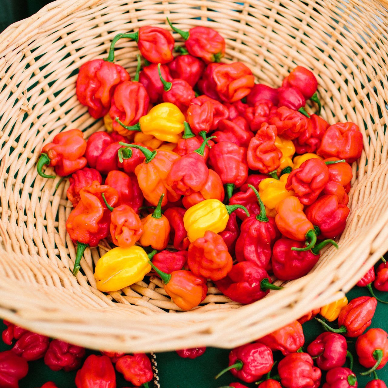 Trinidad biber tohumu tobago seasoning geleneksel
