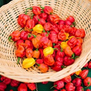 Trinidad biber tohumu tobago seasoning geleneksel