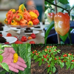 Trinidad biber tohumu tobago seasoning geleneksel