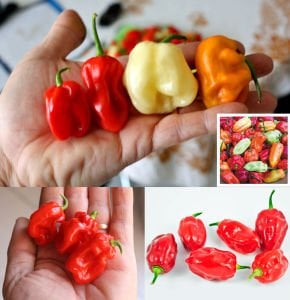 Trinidad biber tohumu tobago seasoning geleneksel