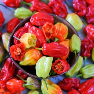 Trinidad biber tohumu tobago seasoning geleneksel