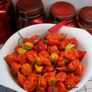 Trinidad biber tohumu tobago seasoning geleneksel