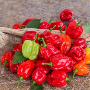 Trinidad biber tohumu tobago seasoning geleneksel