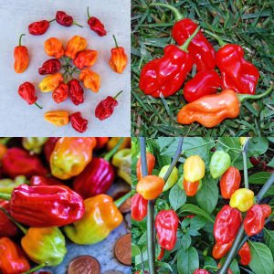Trinidad biber tohumu tobago seasoning geleneksel