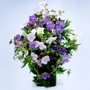 Pastel renkler turnagagası sardunya tohumu kalıcı dona dayanıklı