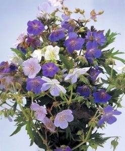 Pastel renkler turnagagası sardunya tohumu kalıcı dona dayanıklı