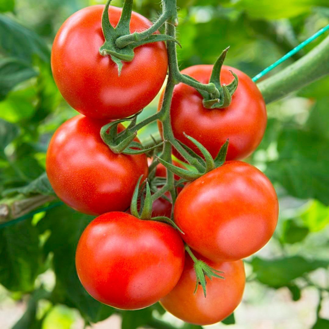 Arkansas traveller domates tohumu gezgin domatesi geleneksel