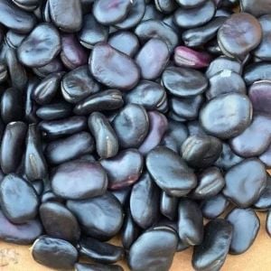 Siyah Rus Bakla tohumu Russian black fava broad bean