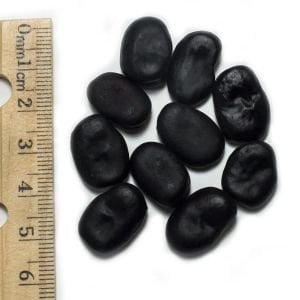 Siyah Rus Bakla tohumu Russian black fava broad bean