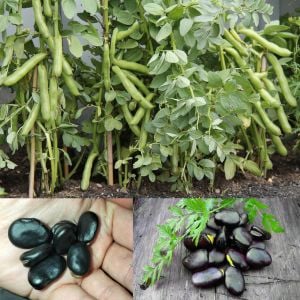 Siyah Rus Bakla tohumu Russian black fava broad bean