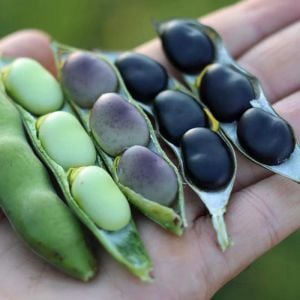Siyah Rus Bakla tohumu Russian black fava broad bean