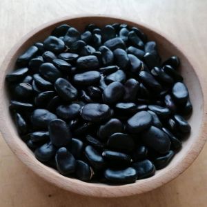 Siyah Rus Bakla tohumu Russian black fava broad bean