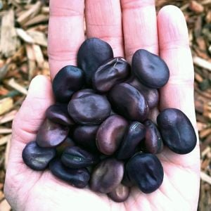 Siyah Rus Bakla tohumu Russian black fava broad bean