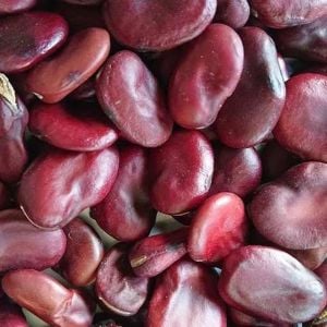 Kırmızı Bakla tohumu red epicure broad bean seeds
