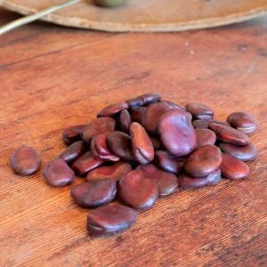 Kırmızı Bakla tohumu red epicure broad bean seeds