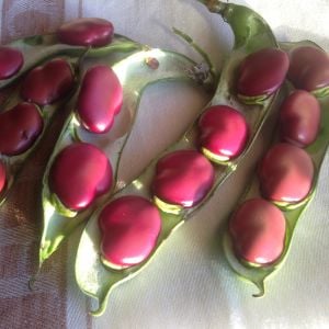 Kırmızı Bakla tohumu red epicure broad bean seeds