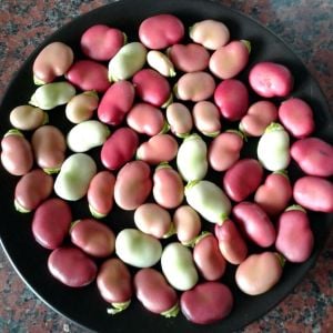 Kırmızı Bakla tohumu red epicure broad bean seeds