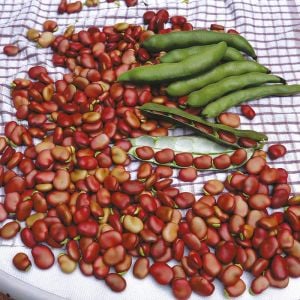 Kırmızı Bakla tohumu red epicure broad bean seeds