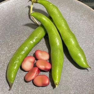 Kırmızı Bakla tohumu red epicure broad bean seeds