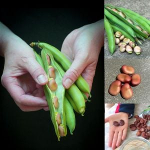 Kırmızı Bakla tohumu red epicure broad bean seeds
