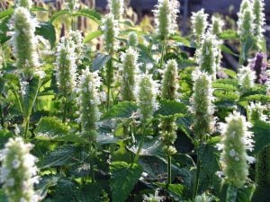 Snow Spike zufa çiçeği fidesi agastache rugosa alba