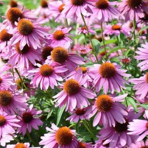 Şifalı kırmızı ekinezya tohumu echinacea purpurea immün otu